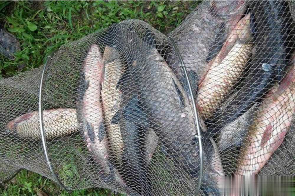 tenan, 但是很多钓 tenan, 但是很多钓