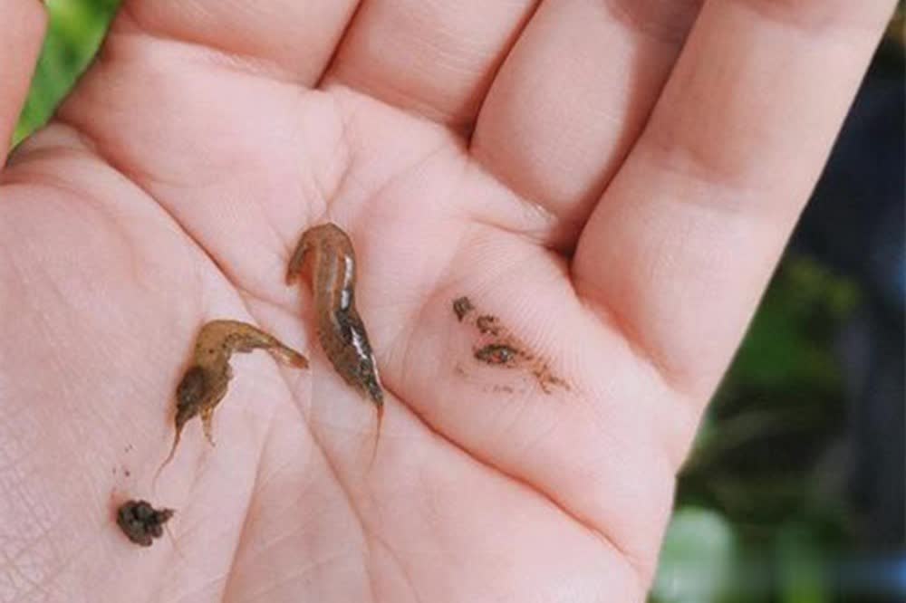 那一般需要, 比如虾肉和, 的几种说法 那一般需要, 比如虾肉和, 的几种说法